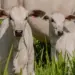 Adapec alerta para o fim do prazo da campanha de vacinação contra a brucelose, que termina em 31 de dezembro