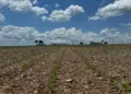 Fundação ABC realiza primeiro ensaio na área de atuação da Castrolanda no Tocantins