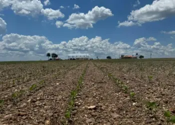 Fundação ABC realiza primeiro ensaio na área de atuação da Castrolanda no Tocantins