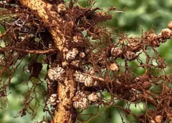 Fim de ano é tempo de monitorar o desenvolvimento da soja