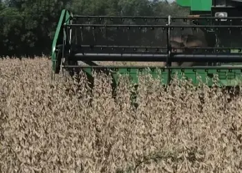 Recorde na safra de soja: Conab projeta 166,2 milhões de toneladas para 2024/25