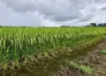 Arroz: Conab fará novo leilão de contratos de opção de venda na próxima sexta, 20