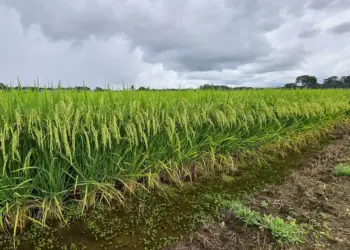 Arroz: Conab fará novo leilão de contratos de opção de venda na próxima sexta, 20