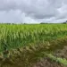 Arroz: Conab fará novo leilão de contratos de opção de venda na próxima sexta, 20