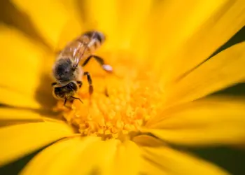 Do agro ao meio ambiente: qual a importância das abelhas para a economia?