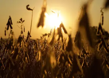 IBGE prevê safra de 2025 com crescimento de 7% em relação a 2024