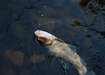 Apagão provoca a morte de 300 kg de peixes no Tocantins, e MPF solicita indenização de R$ 288 mil