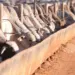 Aumento de 11% no confinamento de gado bovino em 2024: qual o impacto?