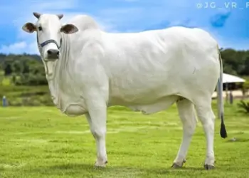 Haras no Tocantins se torna referência global em bovinos e equinos Puros de Origem