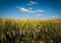 Conab rebate críticas de arrozeiros sobre dados da Safra de Arroz