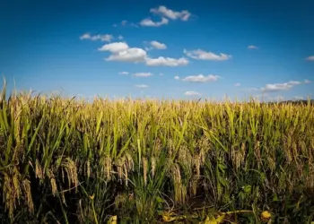 Conab rebate críticas de arrozeiros sobre dados da Safra de Arroz