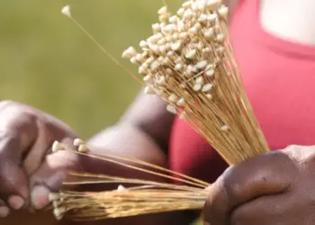 Lei que reconhece Mateiros como capital nacional do capim-dourado reforça conservação da espécie