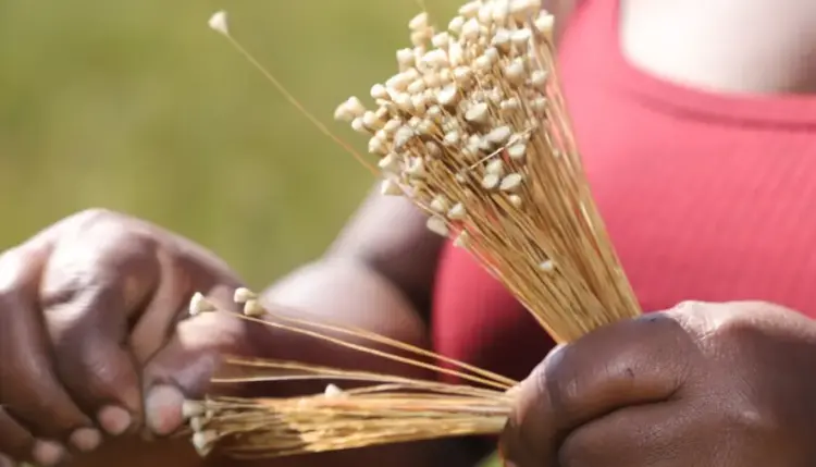 Lei que reconhece Mateiros como capital nacional do capim-dourado reforça conservação da espécie
