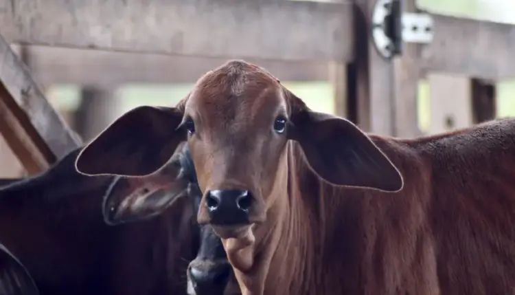 Tocantins atinge 90,58% de cobertura vacinal contra brucelose