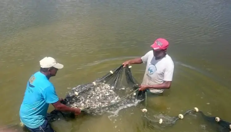 Tocantins isenta ICMS sobre pescado de cativeiro com novo decreto