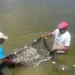 Tocantins isenta ICMS sobre pescado de cativeiro com novo decreto