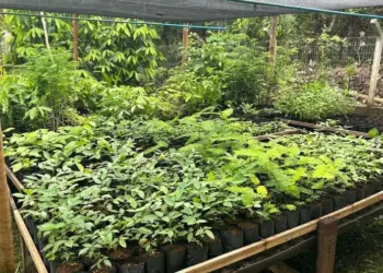 Projeto do Estado do Tocantins conecta comunidades tradicionais e impulsiona a restauração ambiental no Cantão