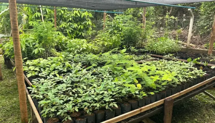 Projeto do Estado do Tocantins conecta comunidades tradicionais e impulsiona a restauração ambiental no Cantão