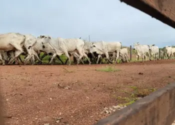 Programa Mais Genética garante qualidade e aumento do rebanho bovino no estado