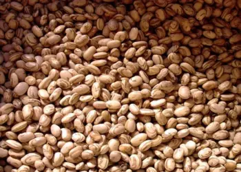 Cepea prevê: Exportações de feijão devem continuar em níveis recordes em 2025