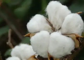 Safra de Algodão: O começo de uma fase estratégica