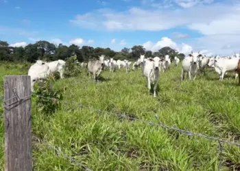 Palmas tem a 7ª fazenda mais cara do Brasil em 2024, aponta levantamento do Globo Rural