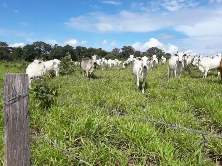 Palmas tem a 7ª fazenda mais cara do Brasil em 2024, aponta levantamento do Globo Rural