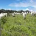 Palmas tem a 7ª fazenda mais cara do Brasil em 2024, aponta levantamento do Globo Rural