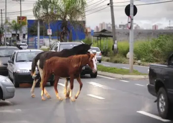 Prefeitura de Paraíso do Tocantins faz alerta a proprietários de animais soltos em vias públicas