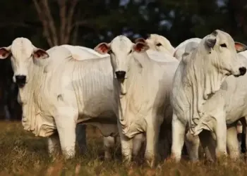 Confira o preço da arroba do boi no primeiro mês de 2025