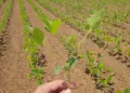 Adapec alerta para prazo final de plantio e cadastro de áreas de soja