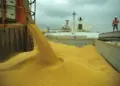 Anec: Brasil exporta 97,3 milhões de toneladas de soja em grão em 2024
