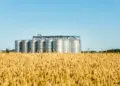 Safra 24/25: Armazéns podem não ser suficientes para atender à safra recorde de grãos