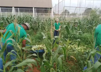 Projeto Germinar impulsiona produção de milho para merenda escolar em escola na Capital