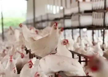 FRANGO/CEPEA: Setor pode crescer em 2025, mas enfrentará novos desafios