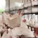 FRANGO/CEPEA: Setor pode crescer em 2025, mas enfrentará novos desafios