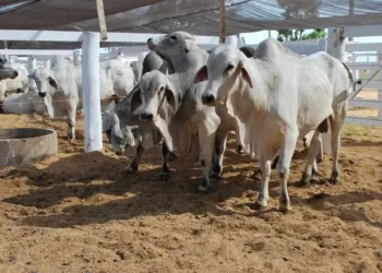 Dono de açougue é preso em flagrante por abate ilegal de gado para venda de carne, diz polícia