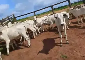 Criminosos invadem fazenda em Santa Rita do Tocantins, rendem vaqueiro e roubam 57 bezerros; prejuízo chega a R$ 140 mil
