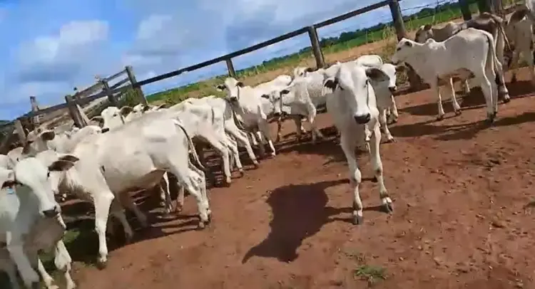 Criminosos invadem fazenda em Santa Rita do Tocantins, rendem vaqueiro e roubam 57 bezerros; prejuízo chega a R$ 140 mil