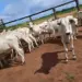 Criminosos invadem fazenda em Santa Rita do Tocantins, rendem vaqueiro e roubam 57 bezerros; prejuízo chega a R$ 140 mil