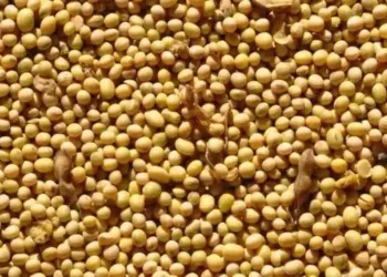 Preço da soja cai no Brasil, impactado pela colheita e pela desvalorização do dólar