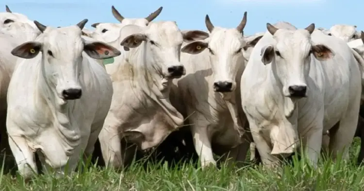 Nelore Jem inicia agenda de leilões 2025 com foco em qualidade genética e precocidade