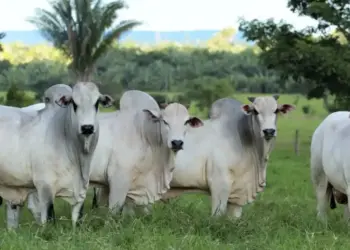 Araguaína alcança US$ 131,9 milhões em exportações de carne em 2024, com crescimento de 42%; EUA lidera como principal destino