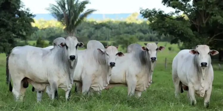 Araguaína alcança US$ 131,9 milhões em exportações de carne em 2024, com crescimento de 42%; EUA lidera como principal destino