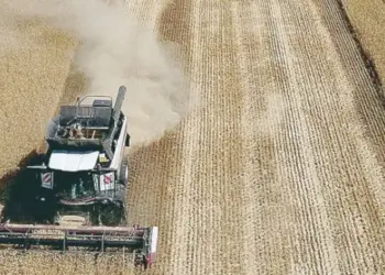 Brasil projeta safra de trigo de 7,53 milhões de toneladas