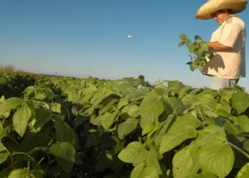 Safra 2024/2025 no Tocantins projeta crescimento de 10% na produção de grãos