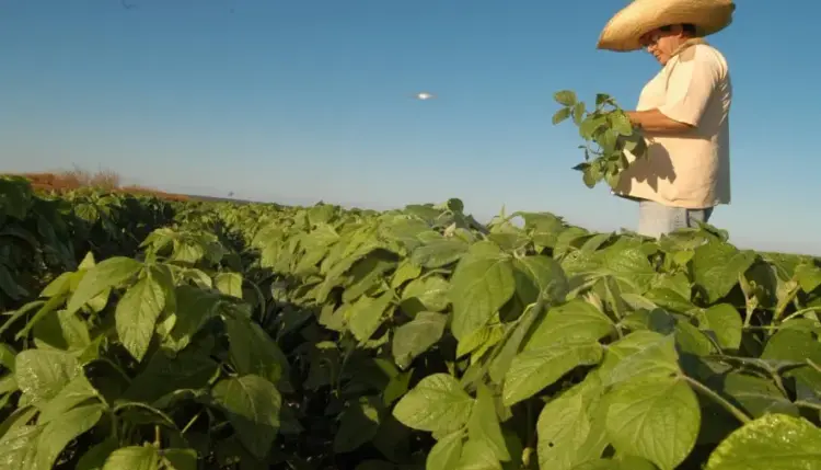 Safra 2024/2025 no Tocantins projeta crescimento de 10% na produção de grãos