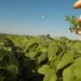 Safra 2024/2025 no Tocantins projeta crescimento de 10% na produção de grãos