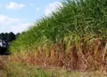 Produção de cana mais sustentável: nova lei beneficia o meio ambiente e os produtores