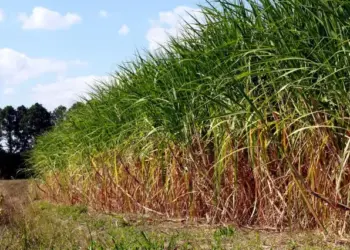 Produção de cana mais sustentável: nova lei beneficia o meio ambiente e os produtores